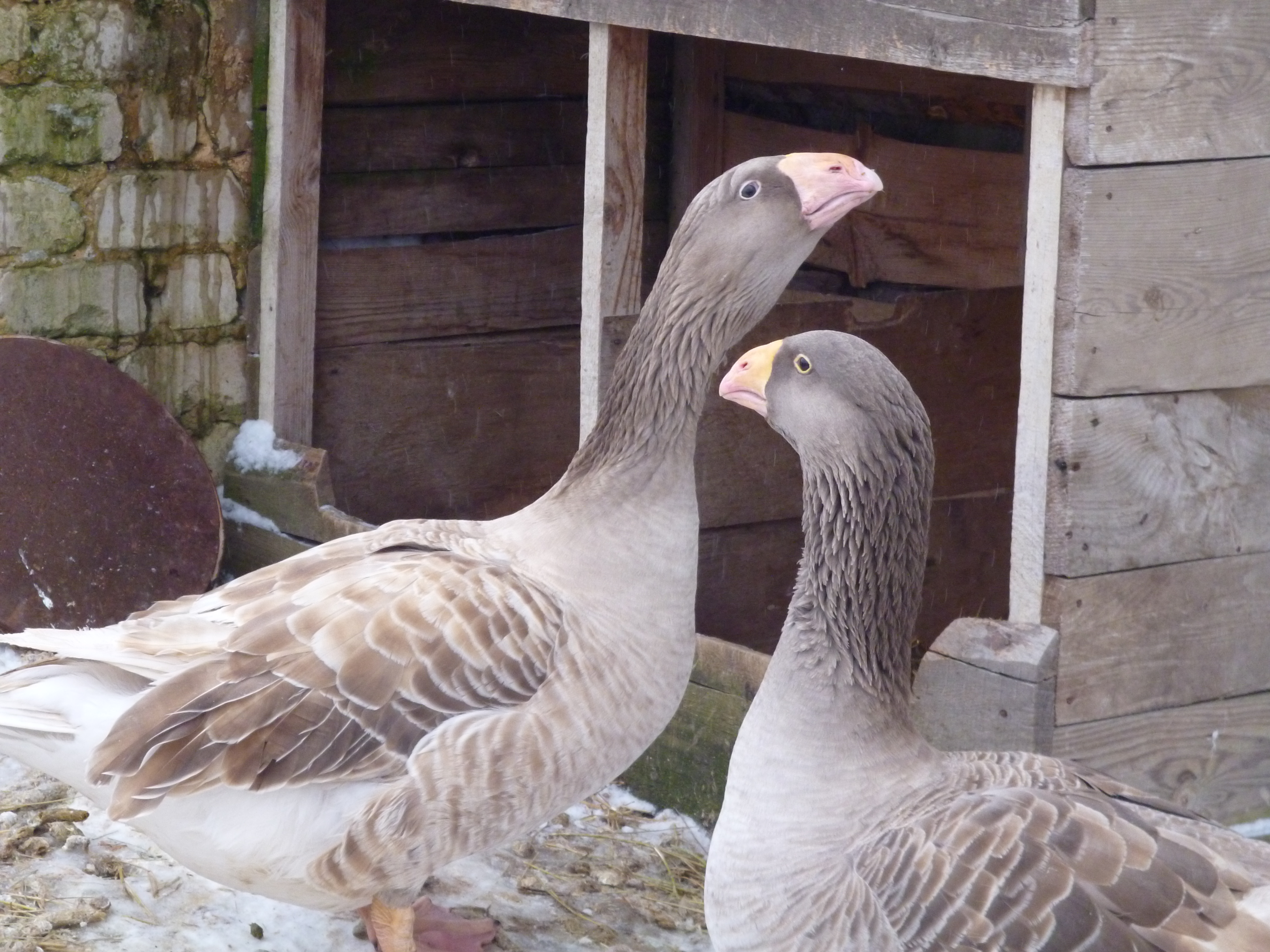Тулузские гуси – описание породы, достоинства и недостатки