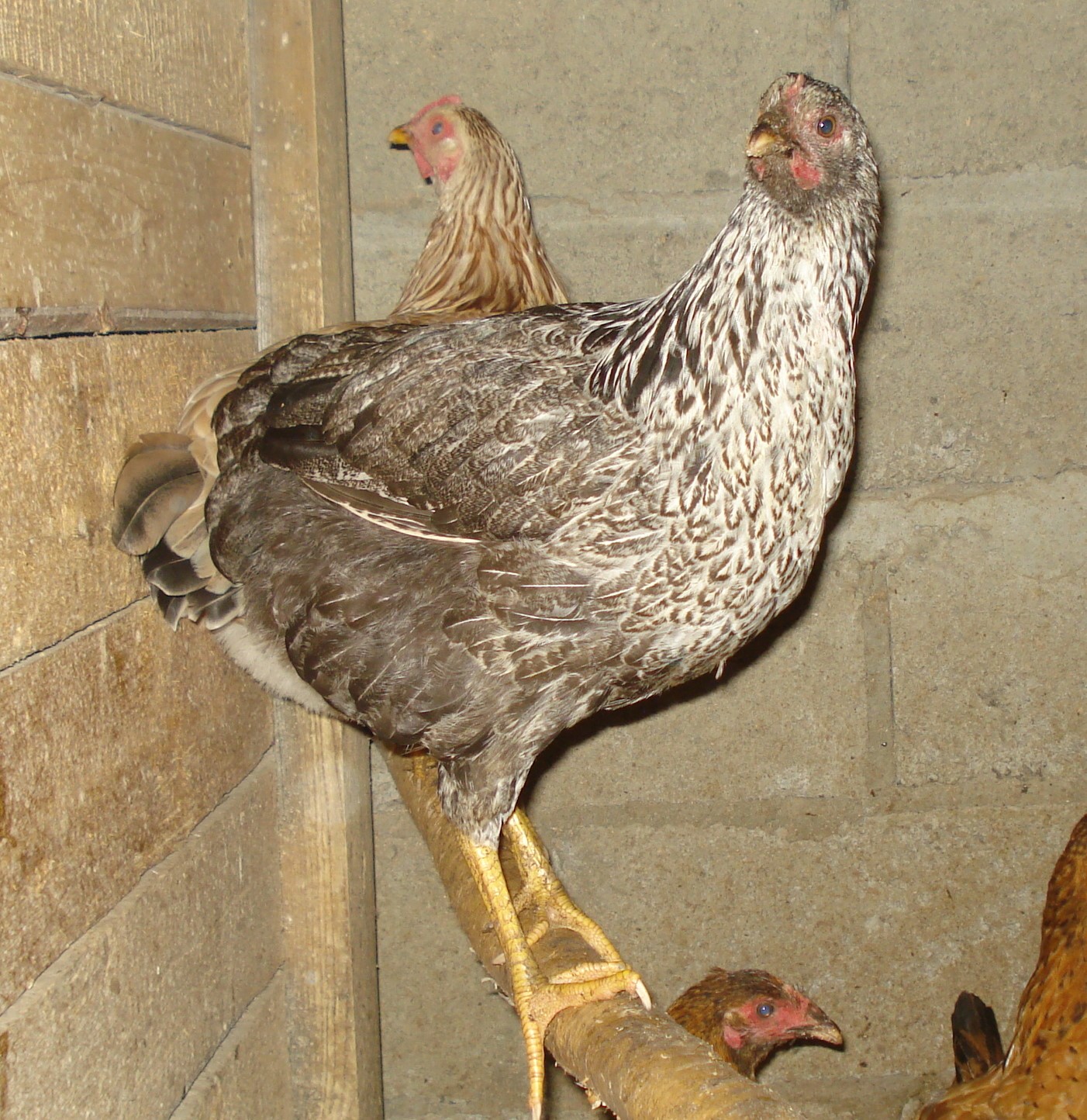 Котляревская порода кур – описание, фото и видео