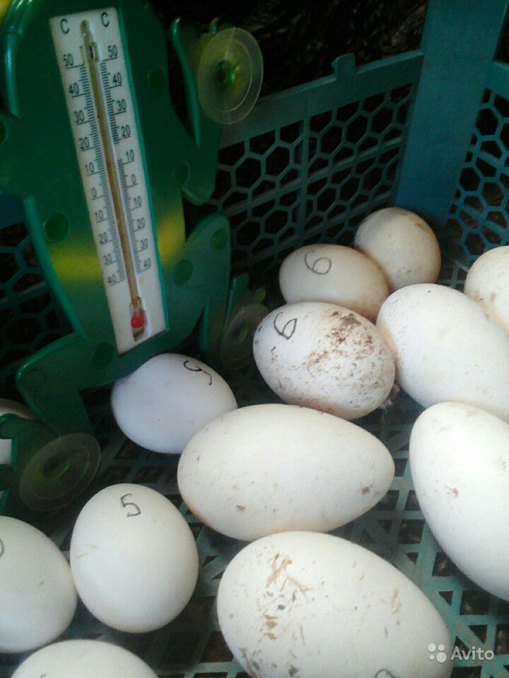 Сколько сидит на яйцах индоутка?