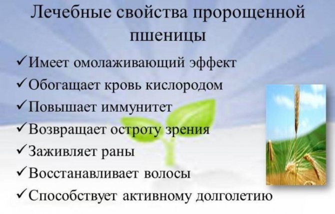 Полезные свойства пророщенной пшеницы