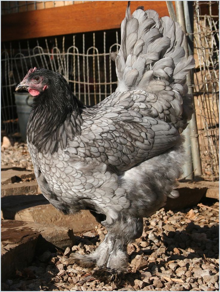 Лангшан порода кур – описание, фото и видео