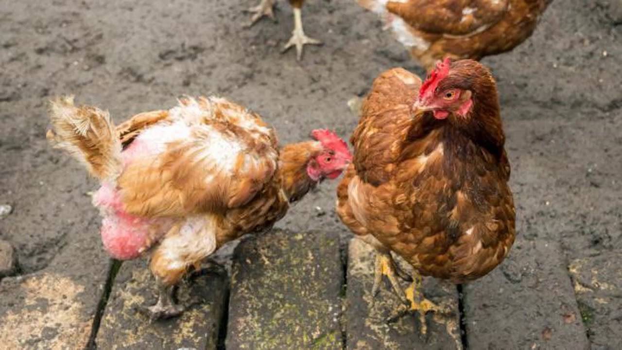 Почему курица клюет своих и чужих цыплят: что делать и в чем причина такого поведения?