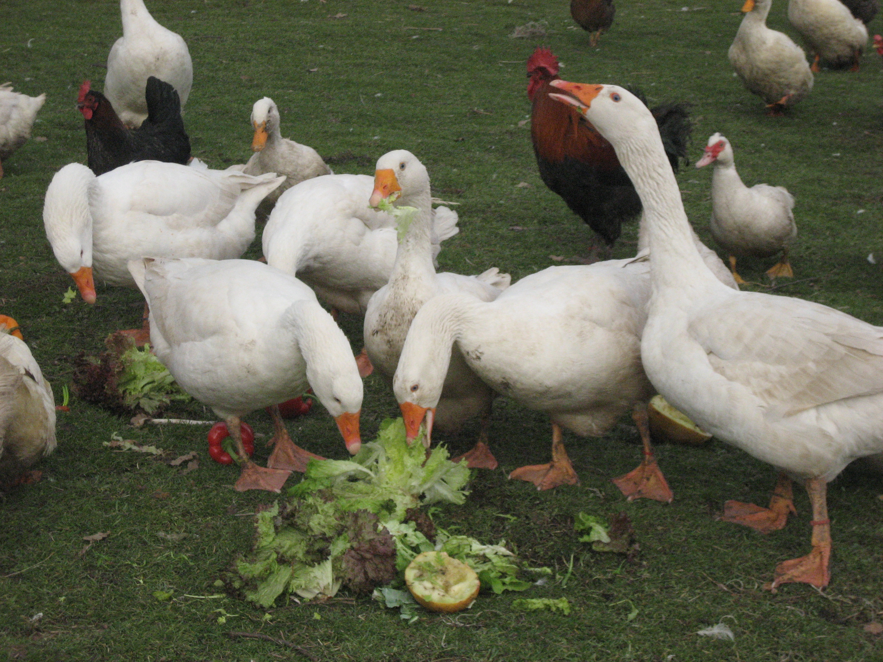 Содержание, кормление и размножение домашнего гуся