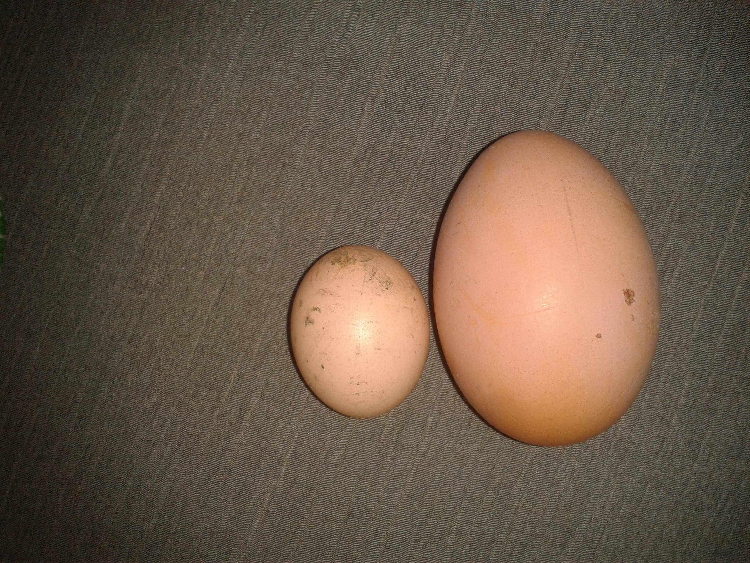 Двухжелтковые яйца порода кур и особенности