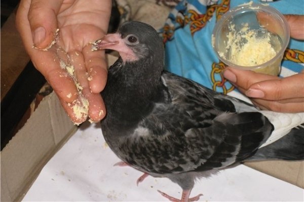 Рацион питания голубей: что можно давать, а что нет