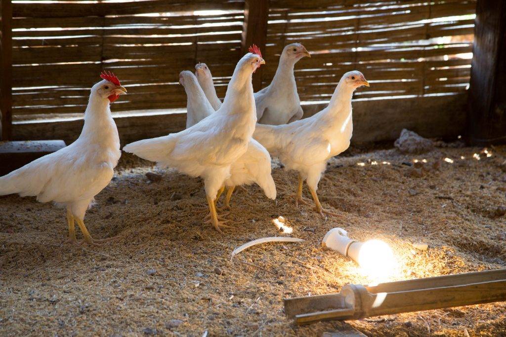 Освещение в курятнике для зимнего периода времени и для обогрева цыплят, таймер, система «Рассвет-Закат»