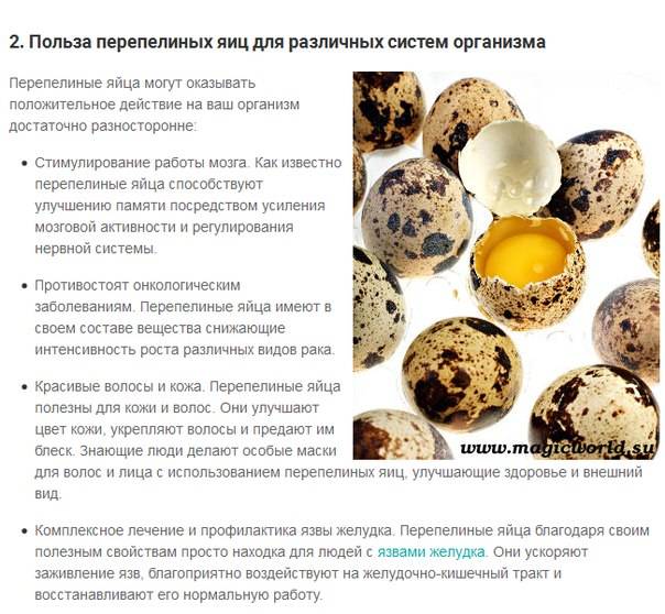 Яйца перепелки – в чем заключаются польза и возможный вред