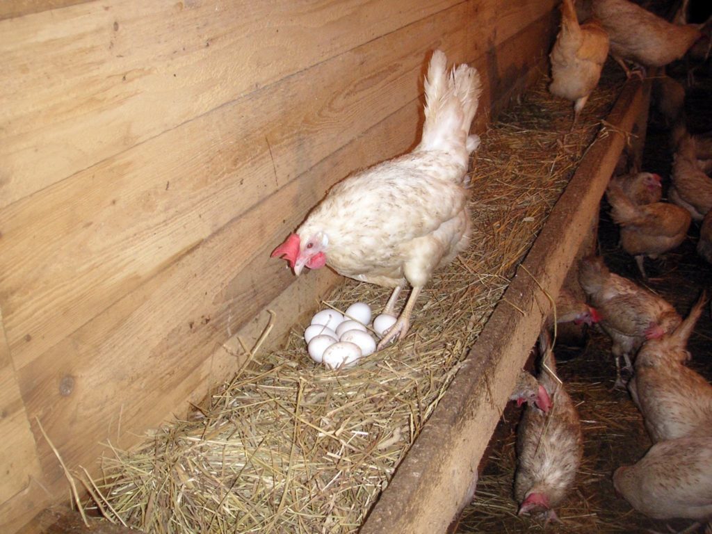 Нужен ли курам петух, чтобы нести яйца и как он влияет на их яйценоскость?