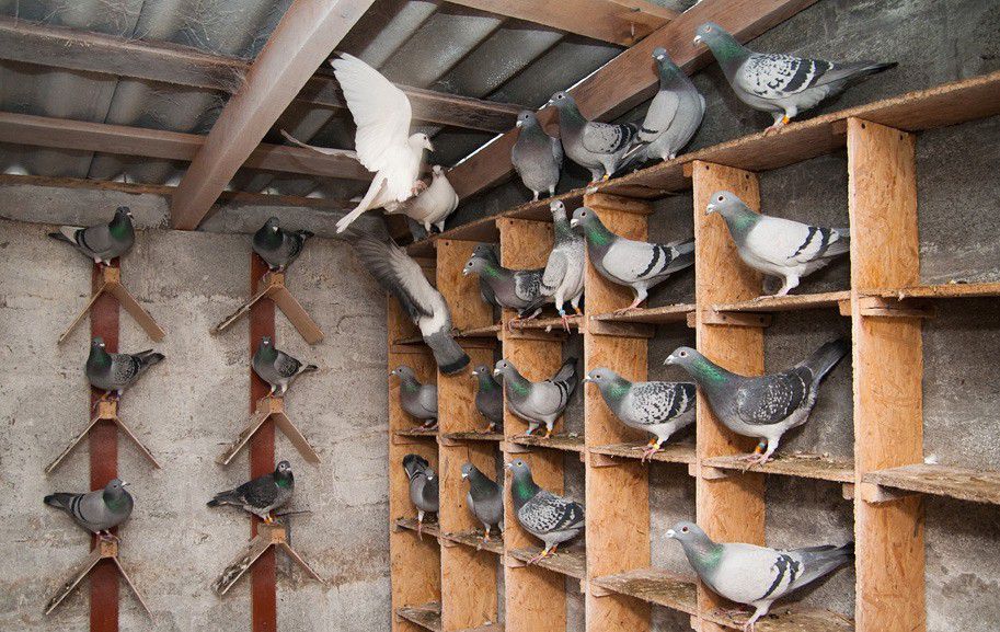Содержание голубей: как обустроить и кормить, можно ли держать в квартире