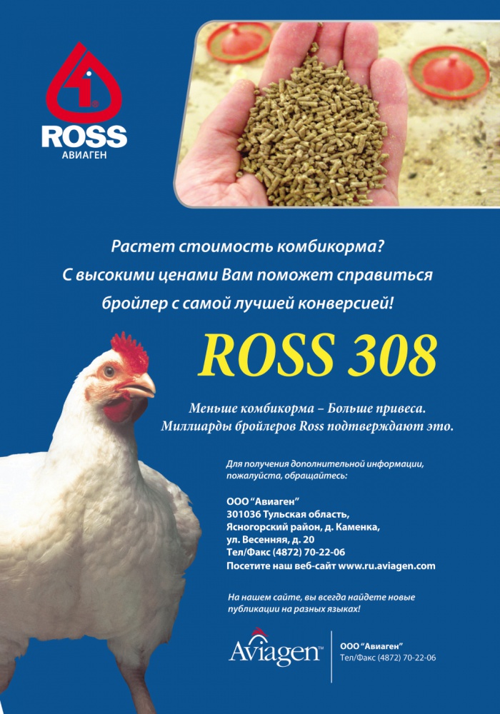 Бройлер Росс 708 - мясо-яичный кросс кур. Описание, характеристики, особенности выращивания и правила кормления