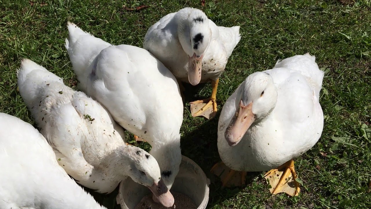 Каннибализм у уток мулардов – что делать и как спасти птиц