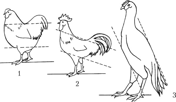 Птичий язык и терминология куриного царства