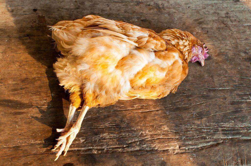 Цвет гребешка курицы расскажет о ее здоровье