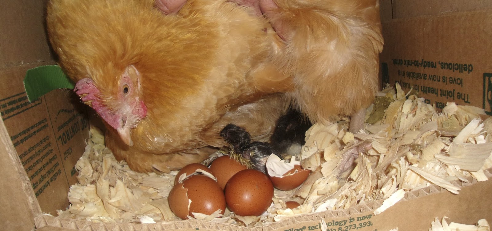 Наседка в хозяйстве: процесс высиживания яиц и вывод молодняка