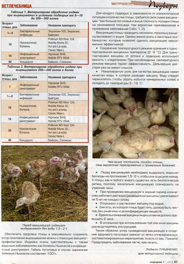 Вакцинация цыплят инструкция и прививки бройлеров