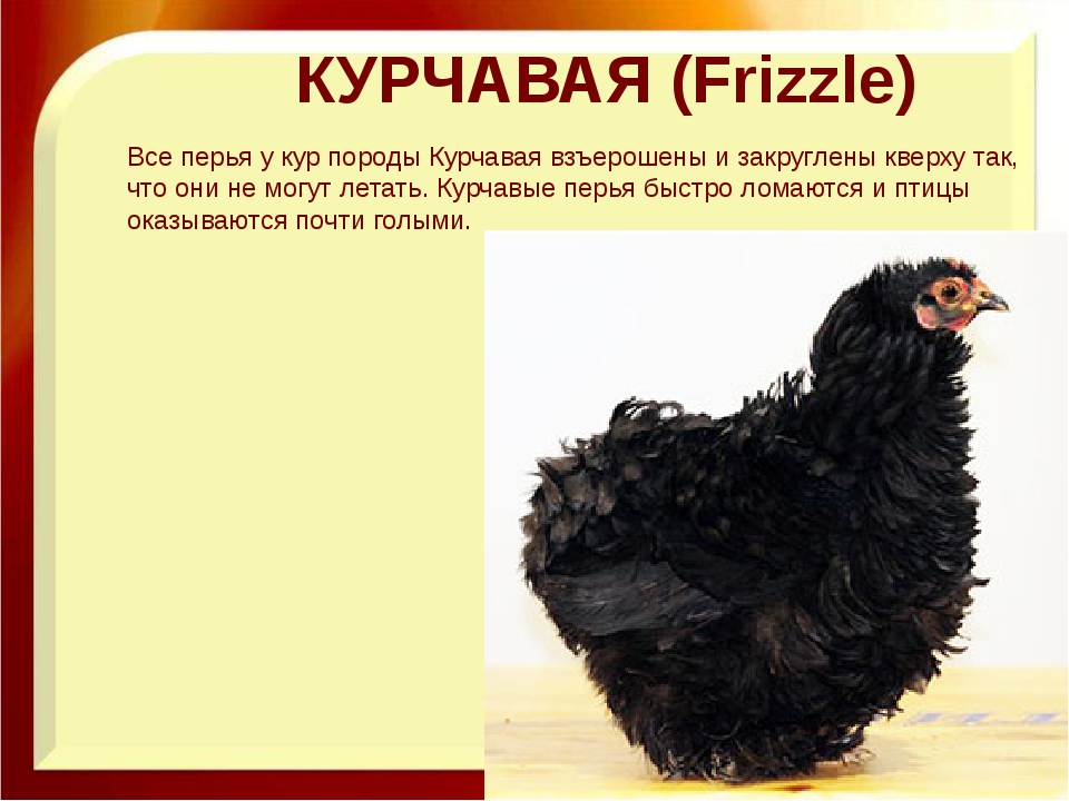 Курчавые куры – описание породы Шершетка с фото и видео