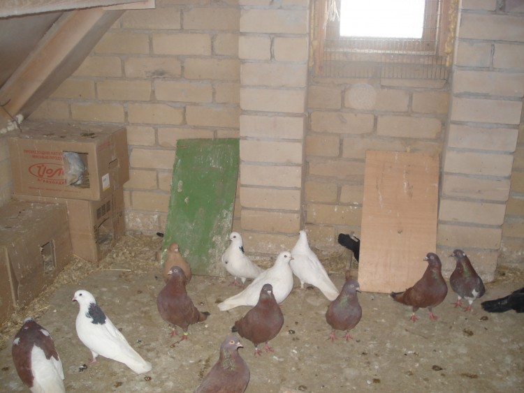 Разведение и содержание голубей в домашних условиях