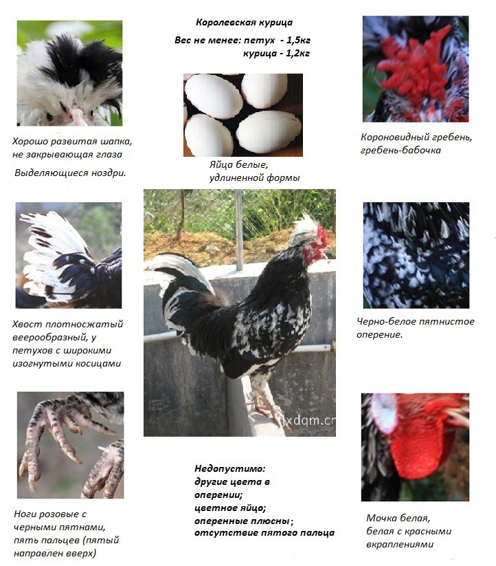 Рейнская порода кур – описание, фото и видео
