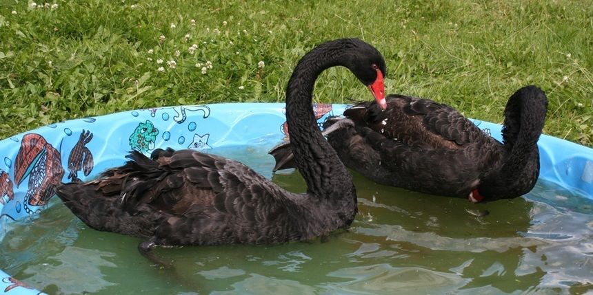 Секреты выращивания черных лебедей в неволе