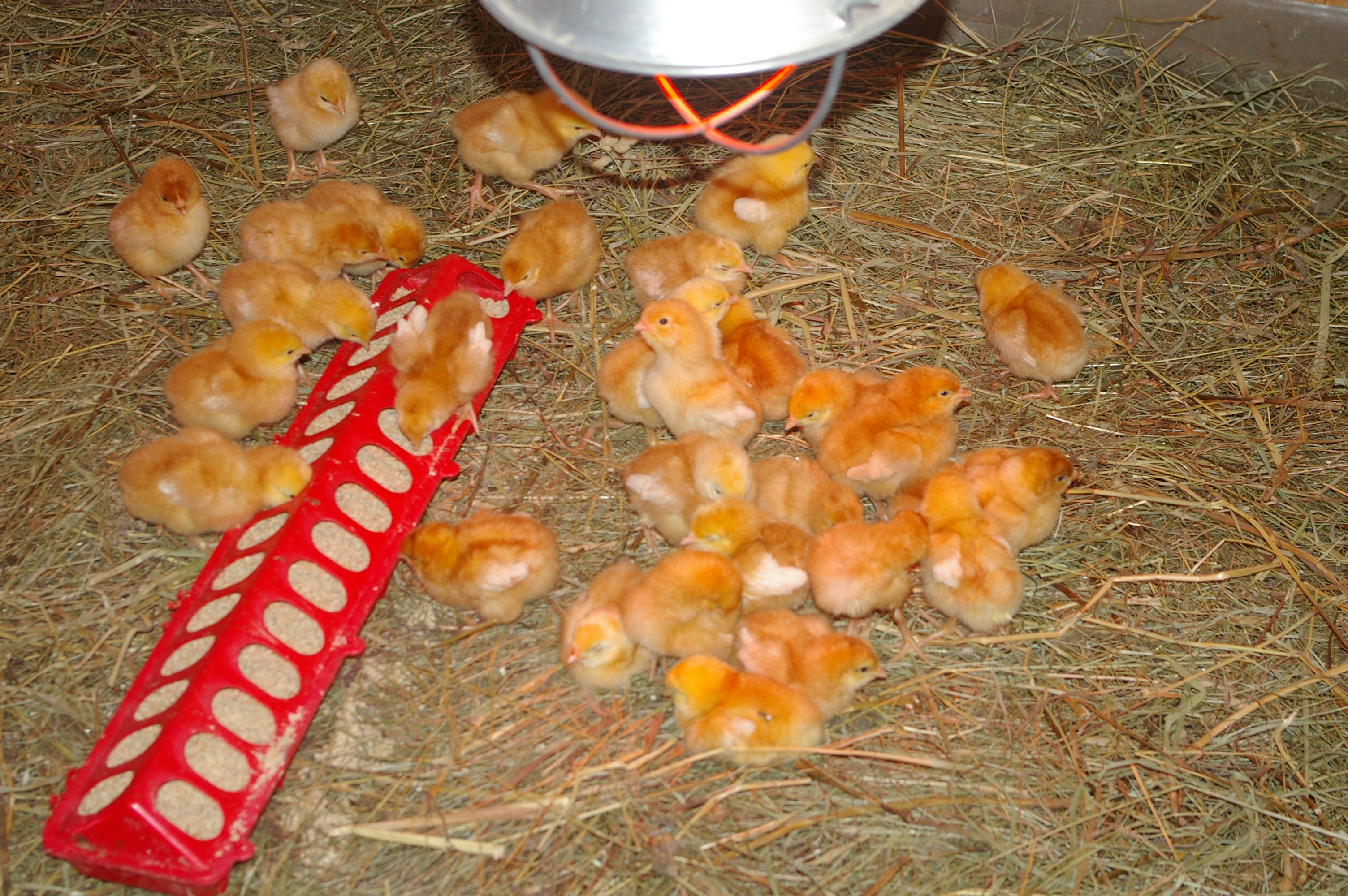 Ампролиум: инструкция по применению для цыплят бройлеров и кур. Как и сколько дней поить птицу