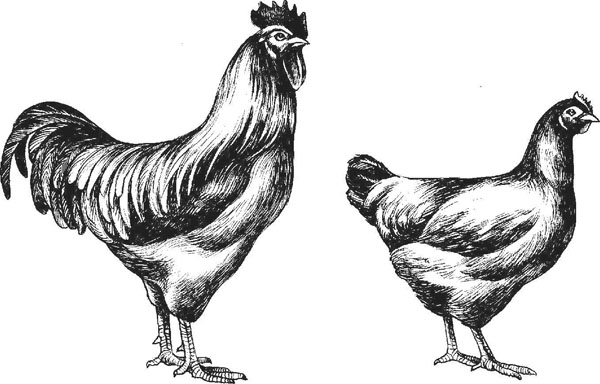 Рейнская - мясо-яичная порода кур. Описание, характеристика, разведение и содержание, кормление, инкубация