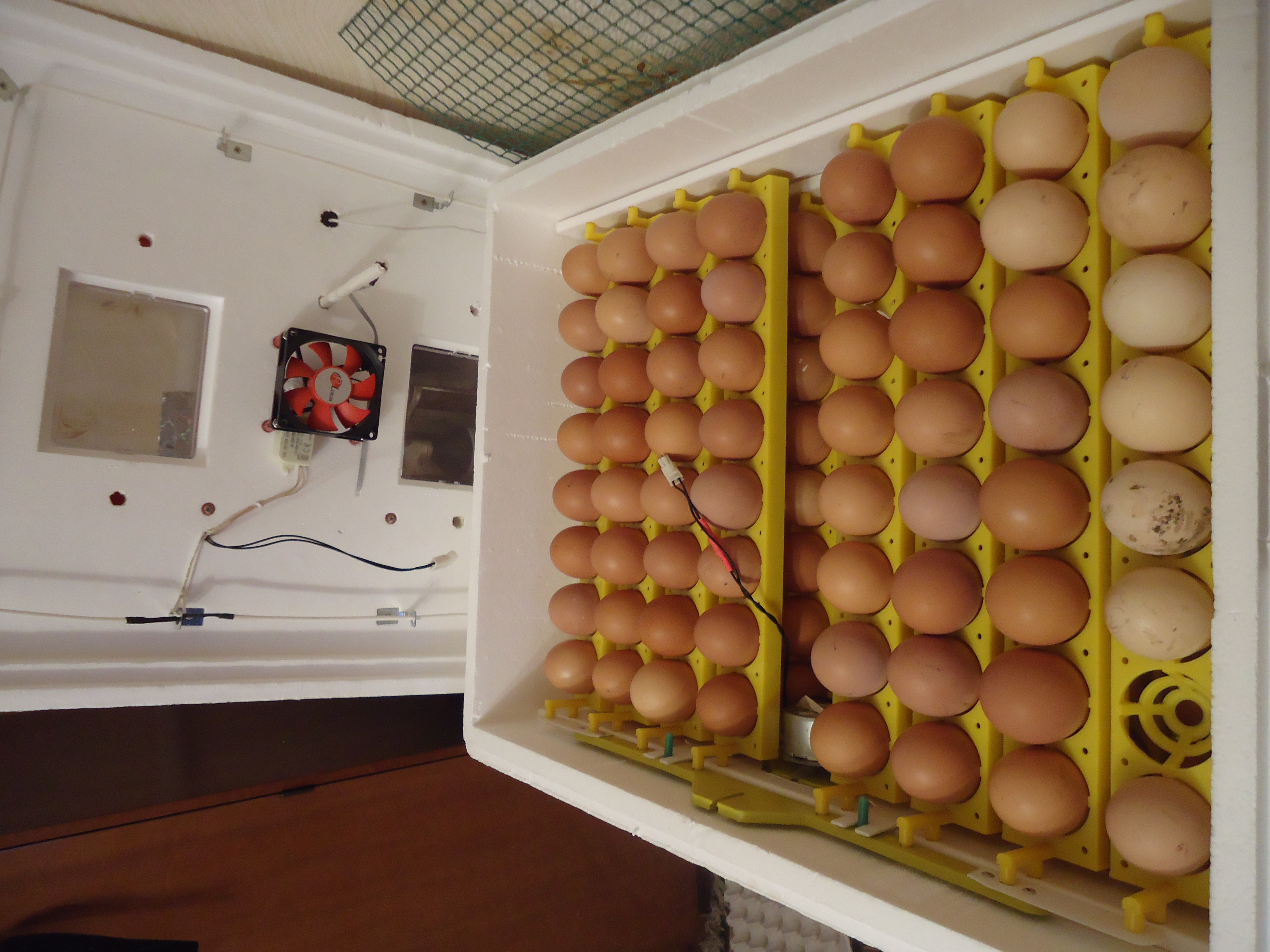 Домашний инкубатор – мой первый опыт вывода цыплят
