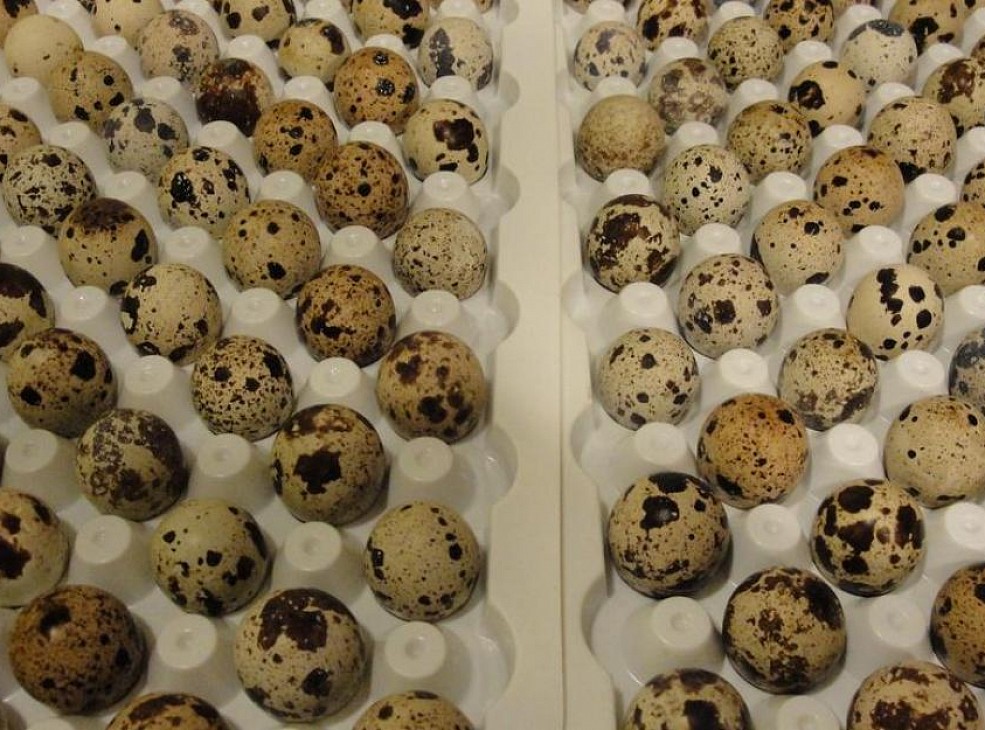 Перепелиные яйца из магазина в инкубаторе