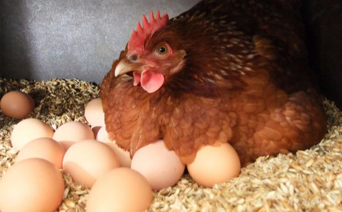 Почему курица несет мелкие яйца?