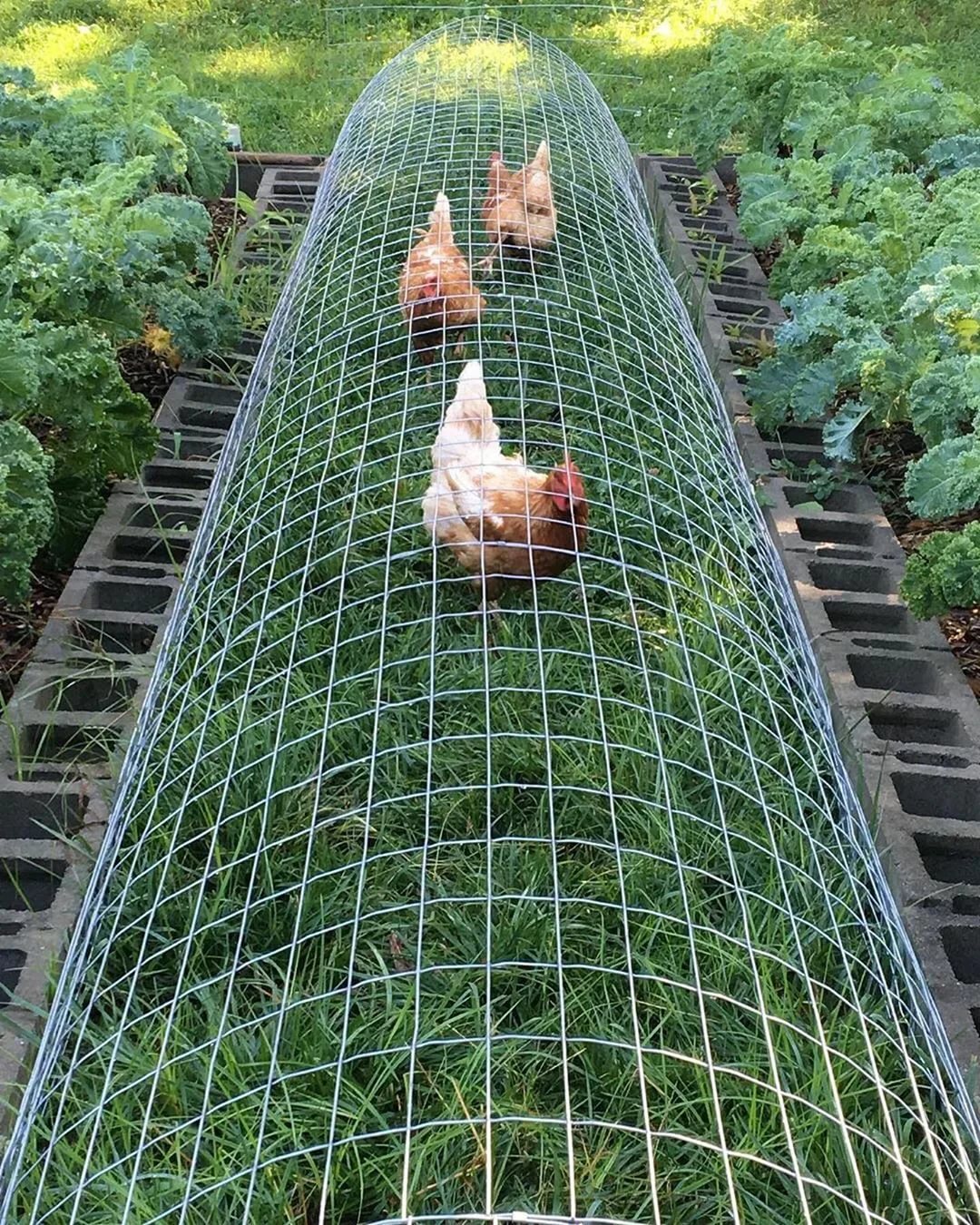 Какую зелень можно давать курам-бройлерам и цыплятам с первых дней?