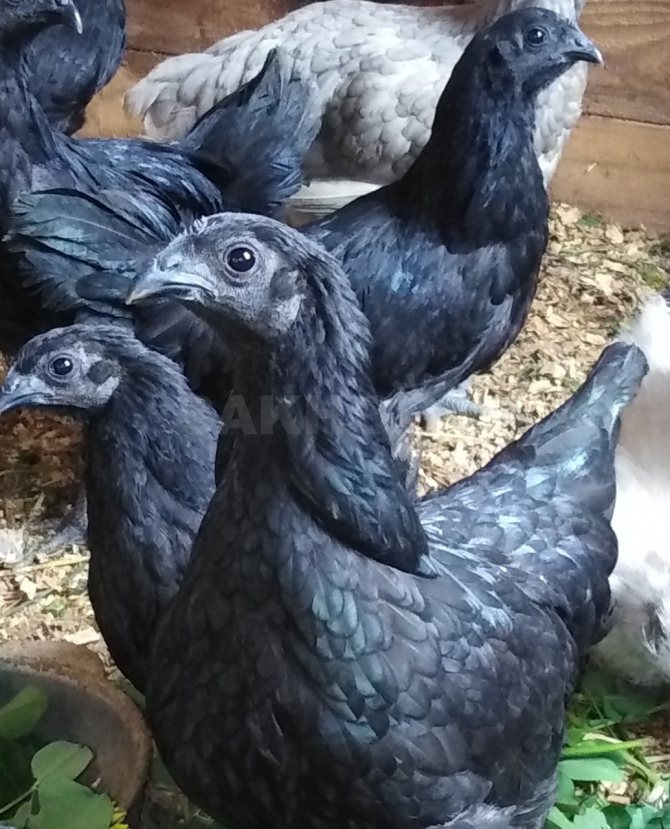 Кастеллана черная порода кур – описание с фото и видео