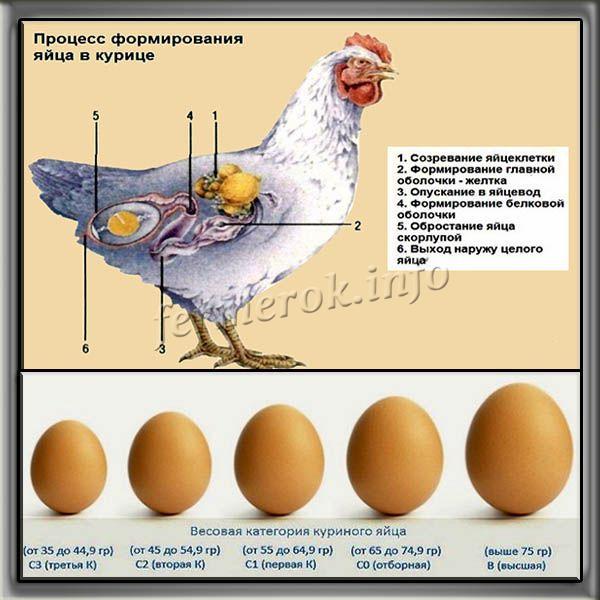 Почему куры клюют яйца и что с этим делать? Причины, правильное питание и условия содержания