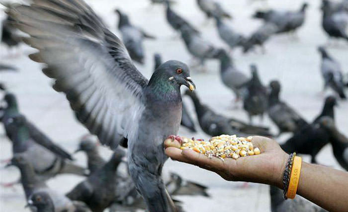 Чем лучше кормить голубей?