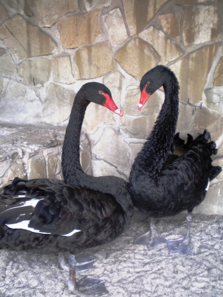 Секреты выращивания черных лебедей в неволе
