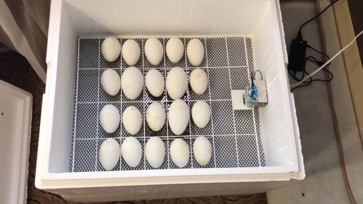 Инкубация яиц гусей