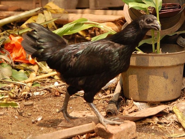 Аям Цемани - декоративная порода кур. Описание, характеристики, содержание и выращивание