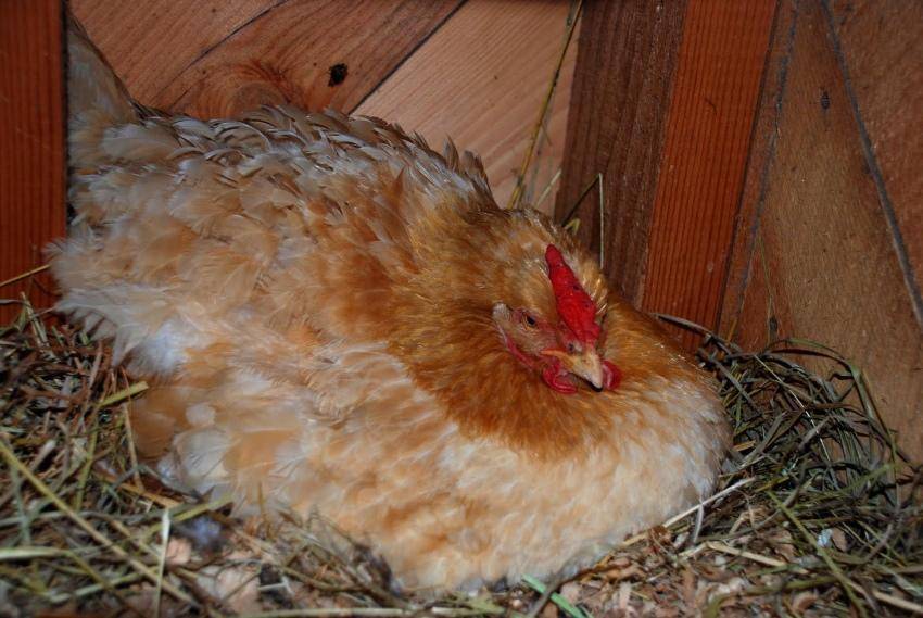 Красношапочная - мясо-яичная порода кур. Описание, характеристика, разведение, кормление и инкубация