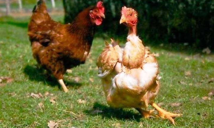 Почему курица клюет своих и чужих цыплят: что делать и в чем причина такого поведения?