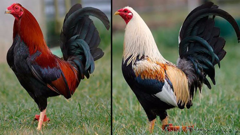 Староанглийская бойцовая порода кур – описание, фото и видео