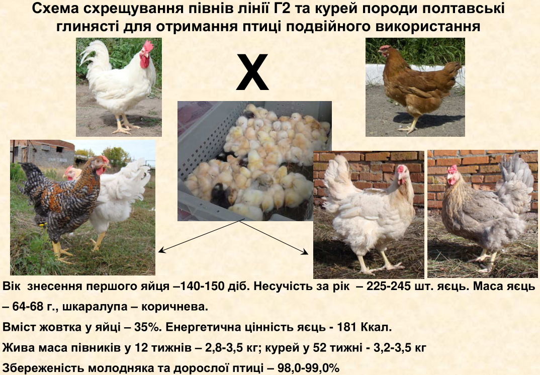 Сколько кур нужно на одного петуха для оплодотворения яиц? Количество самцов на 10, 15, 20 и 30 несушек