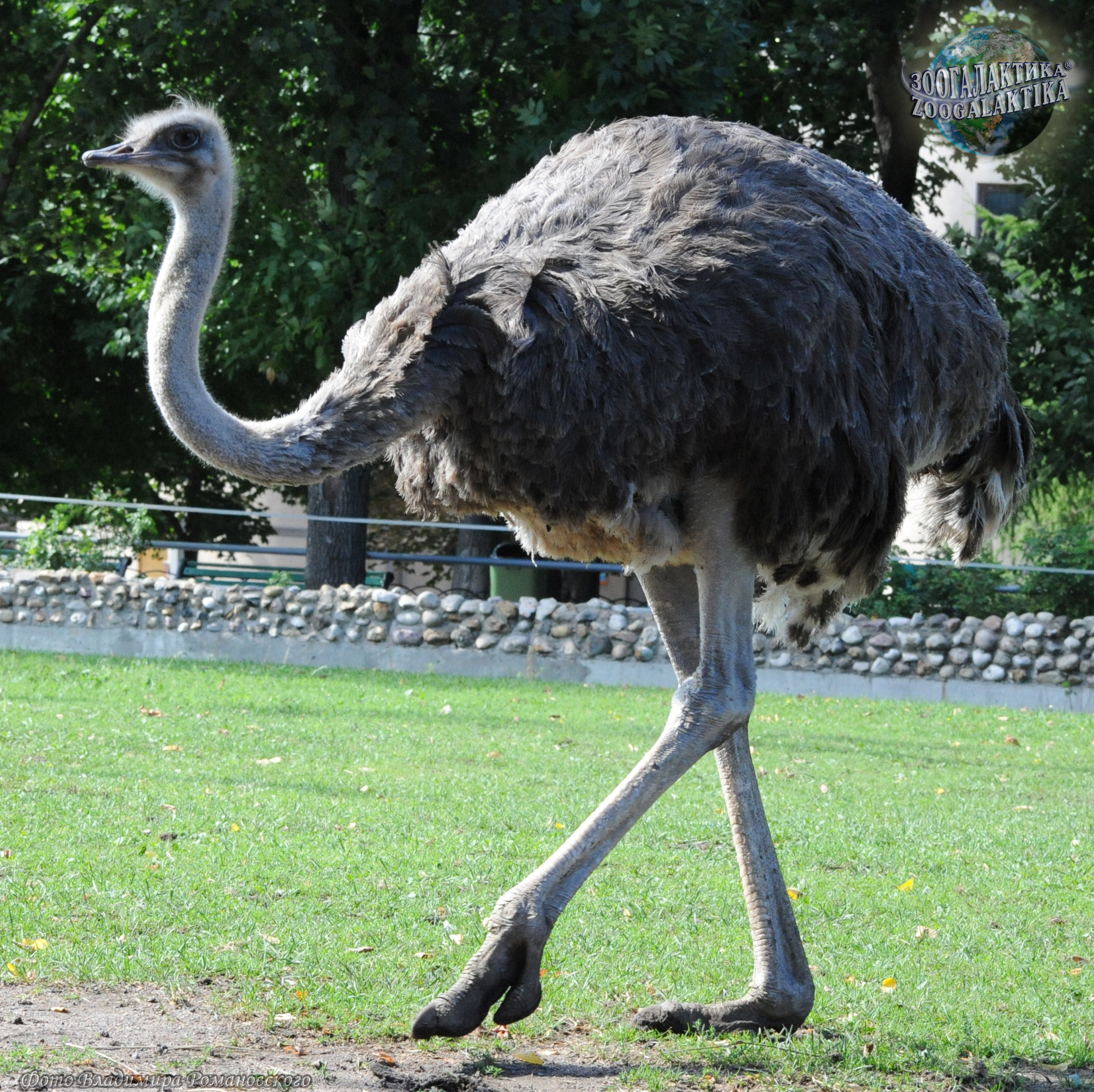Описание видов и пород страусов