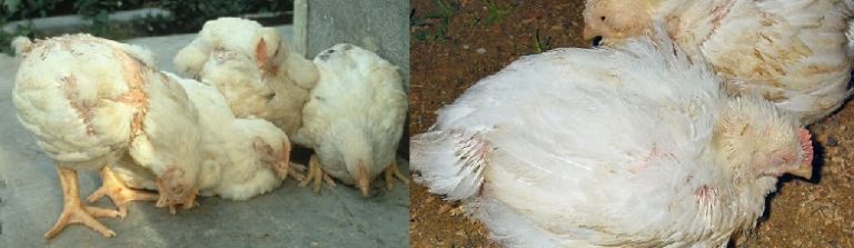 Запор у бройлеров и цыплят: что делать, если птица не может сходить в туалет? Лечение, рекомендации, профилактика