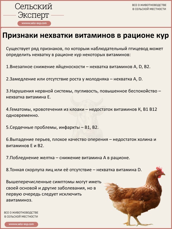 Что нужно цыплятам в 3-4 месяца – 10 советов