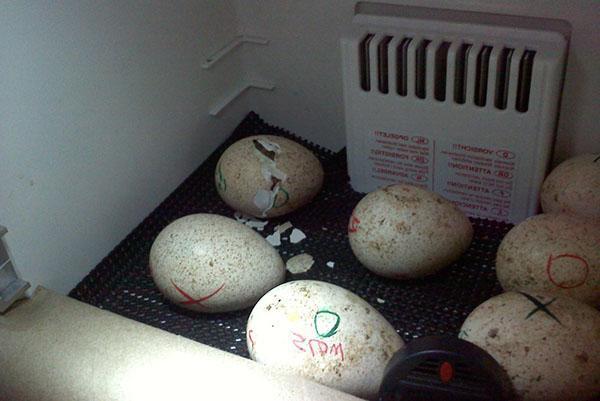 Как приучить индейку садиться на яйца