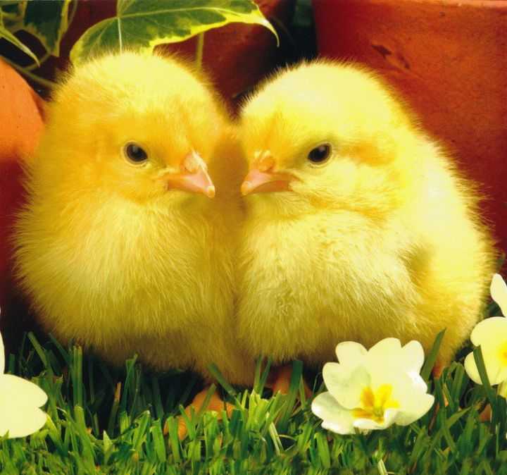 Цветные цыплята – фото и видео, как покрасить цыпленка правильно
