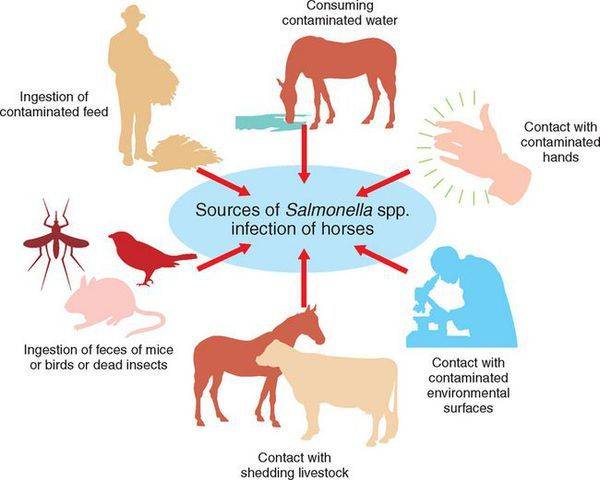 Акваприм – инструкция по применению антибиотика для птиц и животных