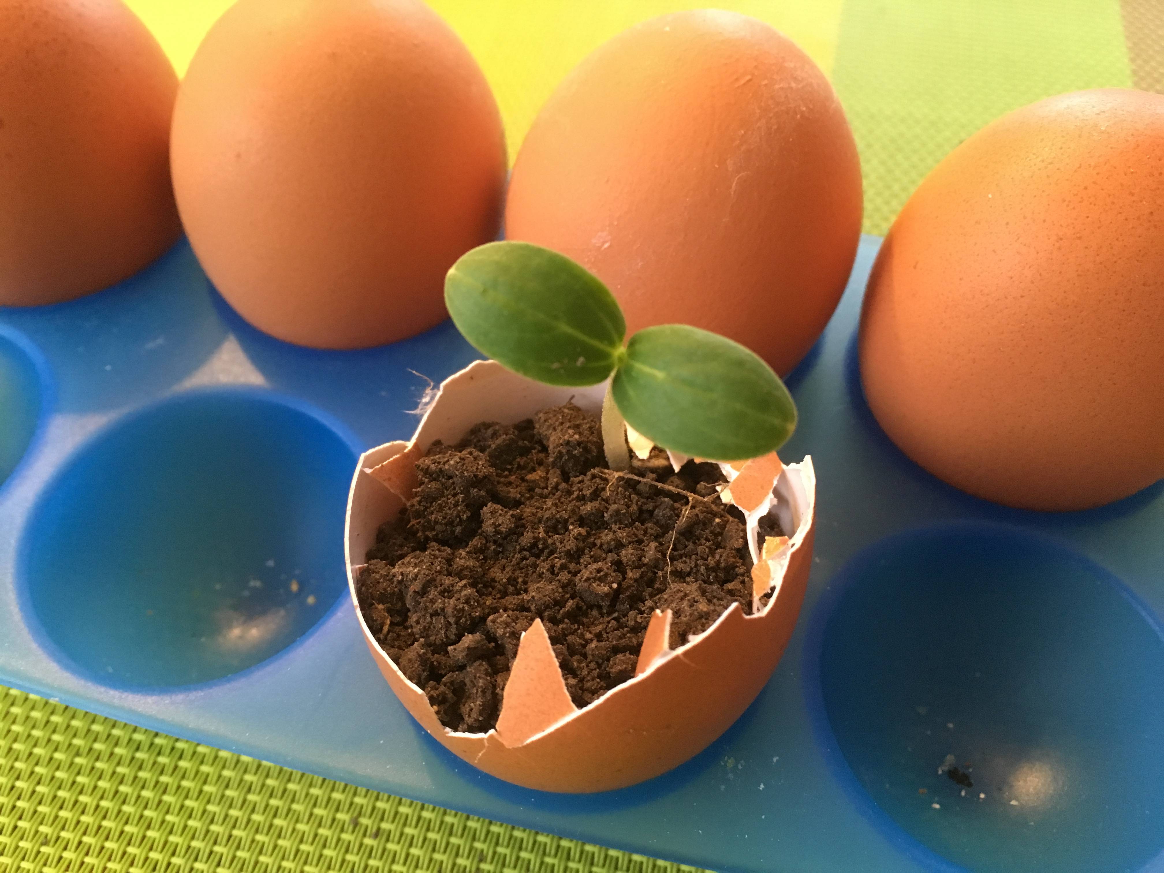 Как проращивать семена в яичной скорлупе