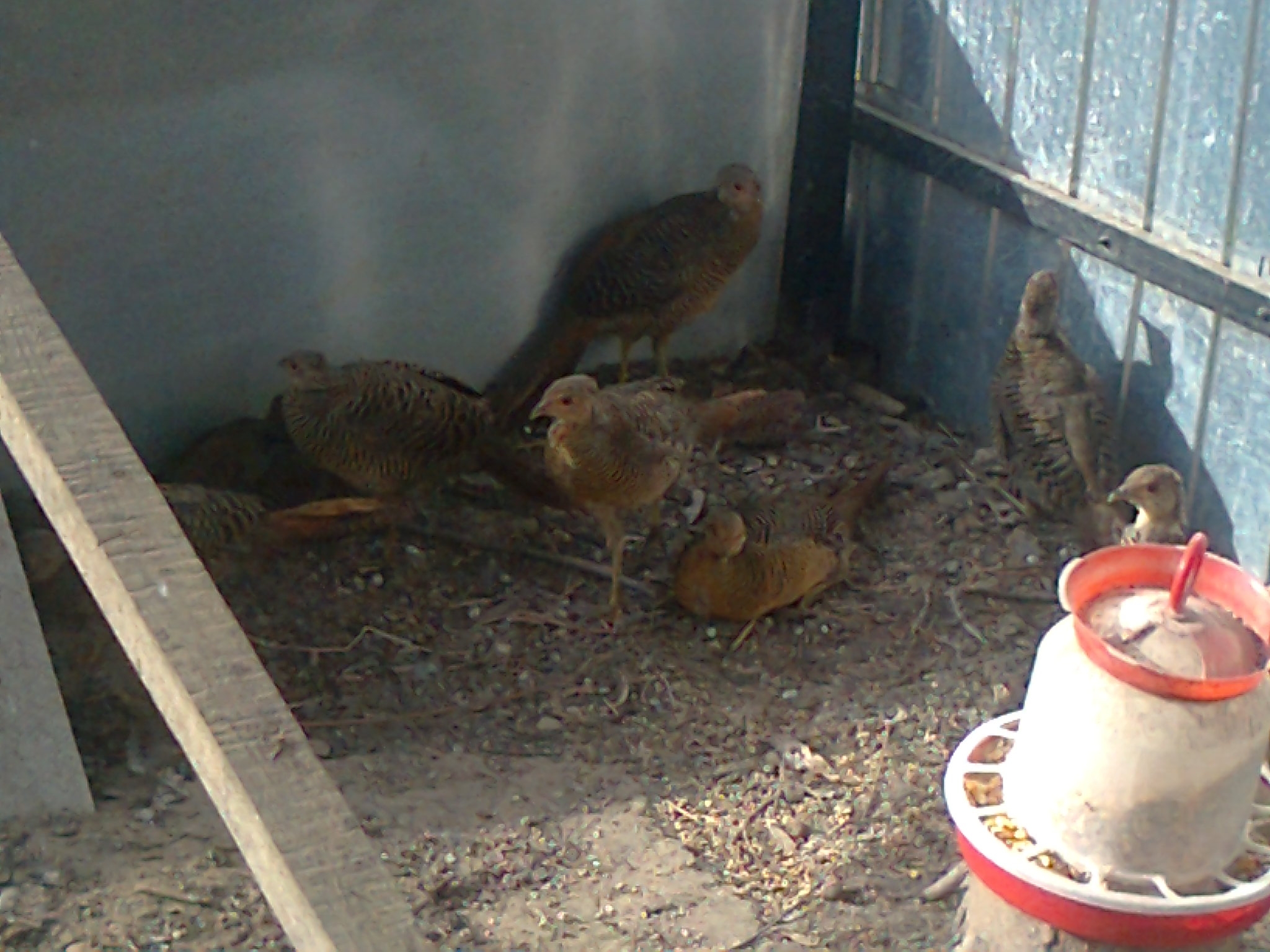 Содержание фазанов в домашних условиях: описание процесса