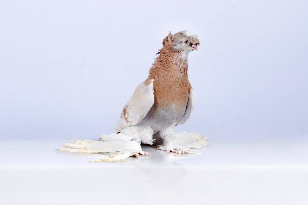Обзор породы Узбекских голубей с фото и видео