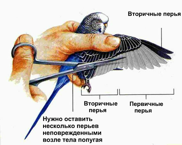 Как правильно подрезать крылья курам, чтобы они не летали? Необходимые инструменты и алгоритм действий