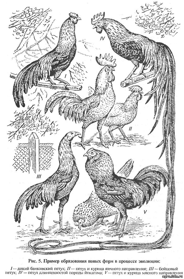 Одомашнивание кур и птиц от происхождения до развития